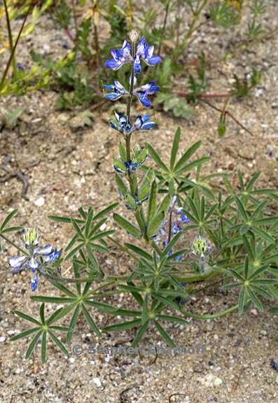 lupinus bicolor 6 graphic